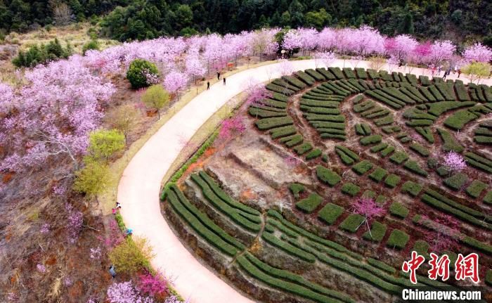 福建南靖樱花绽放 引游客踏青