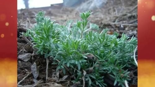 三四月里吃点它，抗菌消炎、护心养肝，大病小病都“绕道”！