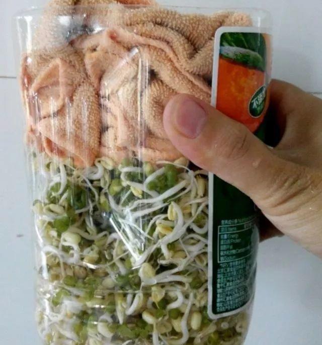 1个塑料瓶,居然有8种养花方法,省钱又好用!