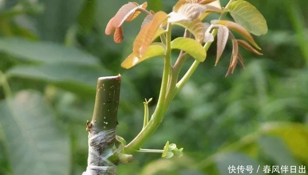 塑料袋作为生活垃圾,养花却堪称“全能”,用法多样