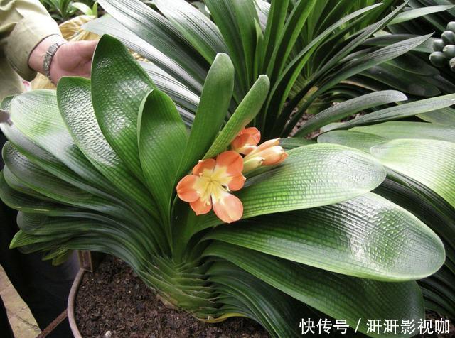 吊兰|给君子兰浇“1种水”,叶片跟“巴掌”一样大,30天就开花,美!