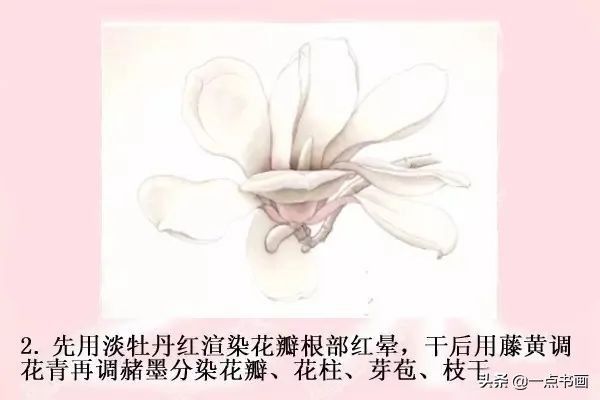 鸳鸯#图文教程——工笔玉兰画法