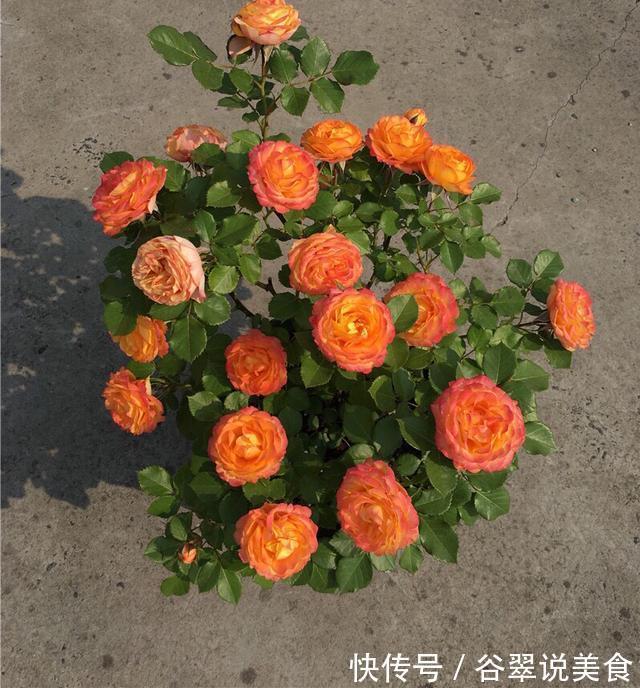 盆栽月季黄叶4个“方法”解决,片片叶子绿,花儿开爆盆长势旺