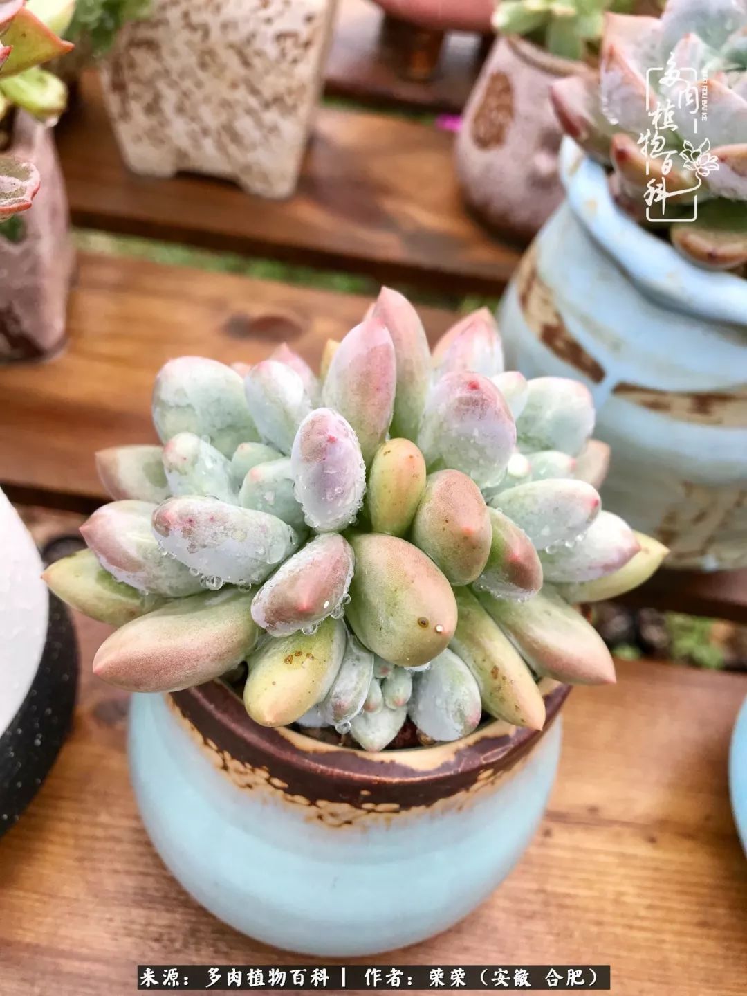 初秋时节,度夏后的多肉陆续回归!偷偷上了一层淡妆!