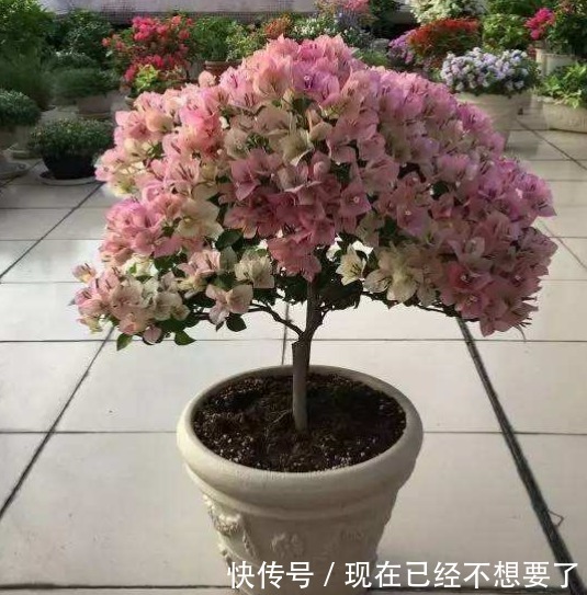 三角梅花谢后要会剪,剪对接着开花爆盆,剪错一朵花都不开