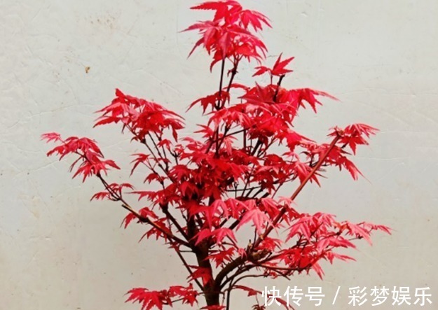 养花真不如养几种盆景,摆在家里时尚又漂亮,美观又养眼