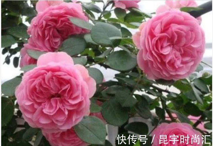 藤蔓|养花就养这几款，花朵小巧玲珑，比绿萝好养，一开就是200天！