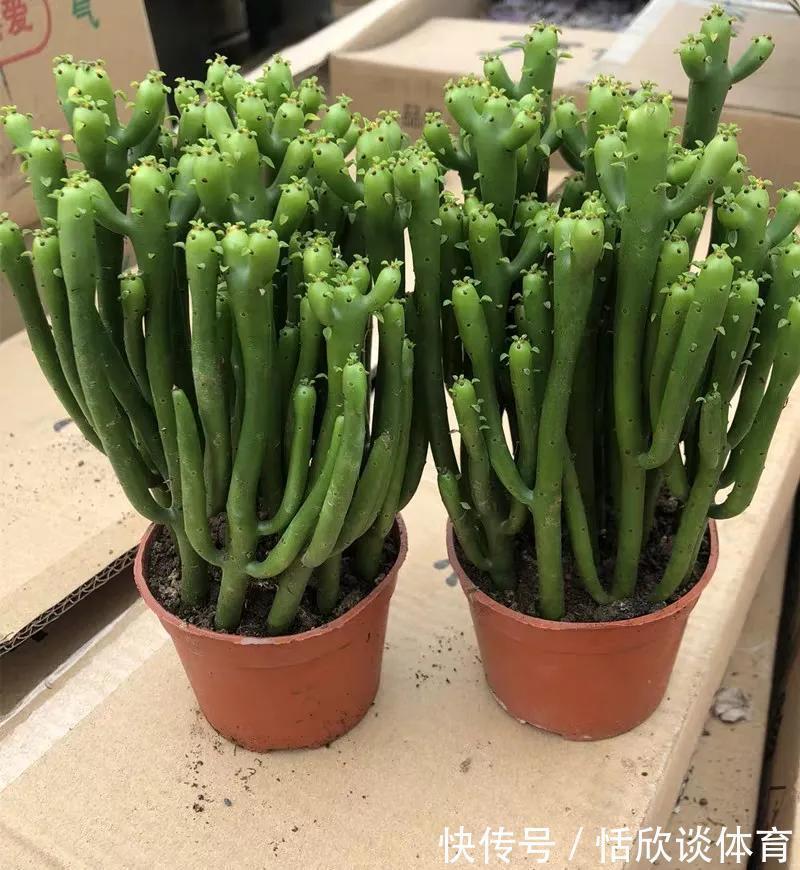 花开惊艳的8种“大毒花”,连叶片都带毒,家里若养着,光看别动