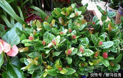 养护金枝玉叶,加点这种“肥水”,很快就枝繁叶茂,观赏价值极高