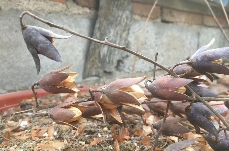 香椿树上结的果实叫啥名有人花钱去农村收集,有什么用吗