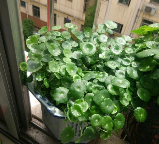 4种花不怕雨淋,阴雨天放外面养,雨水越大生长越旺