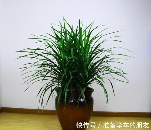 阴性|4种“耐阴性”绿植,家里放一盆,再也不怕没阳光养不了花了!