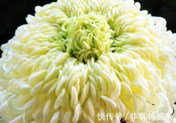 喜欢菊花，就养盆“冰心再抱”，花开如仙女舞裙，端庄典雅！