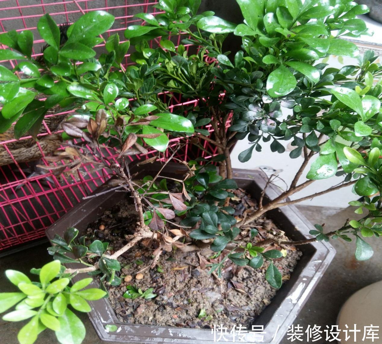 植物|浇花，用好这4种“水”，效果就像打了激素，刺激植物疯长