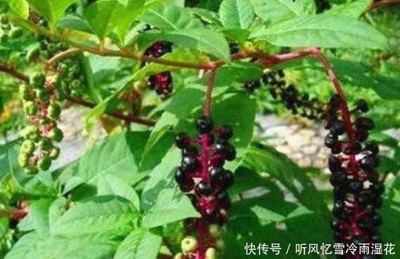 花根|老人路边买了一花根,花贩说是五色牡丹,长大后让人愤怒