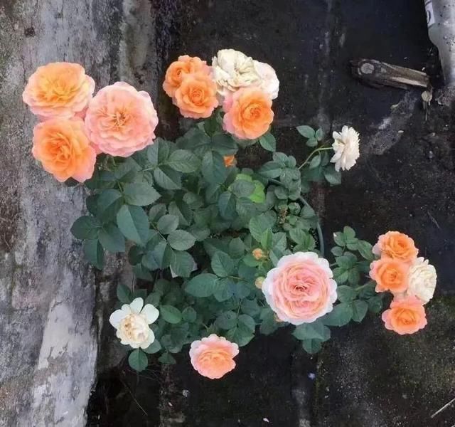 几种很耐热耐晒的开花植物,寒冷地区可露地栽种,花量多,花期长