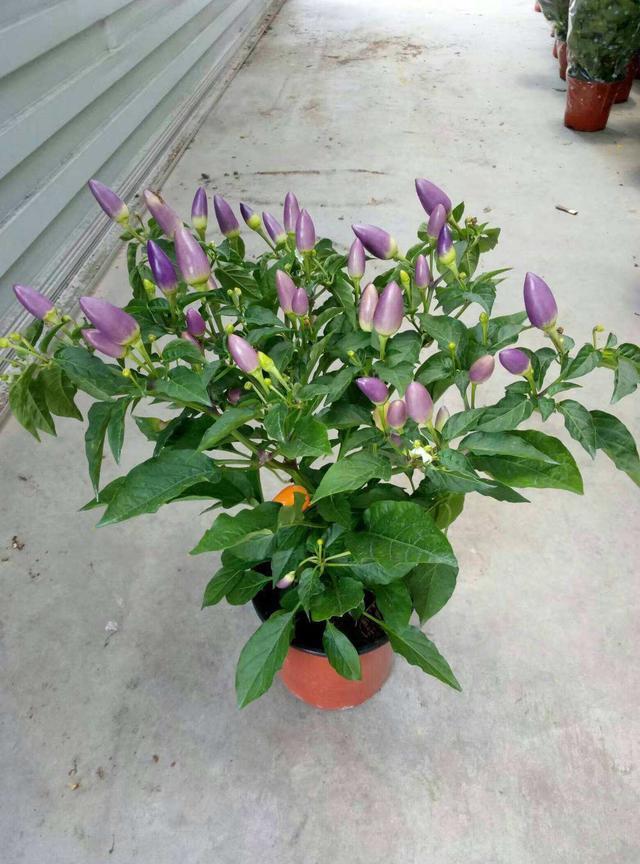 阳台种辣椒,1个油桶用处大!装满肥土,家里辣椒吃到秋天!