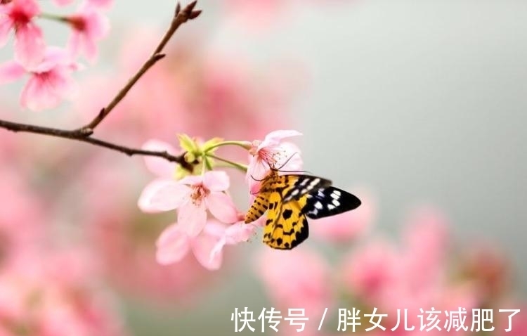 杜甫#山青花欲燃,这个春天,醉倒在唯美古诗词里