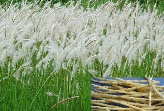 治病|一味白茅根，治病大功效！只要用得好，能治6种常见疾病！