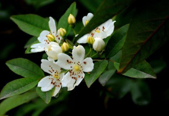 养花就养这几款,美观大方,叶色浓绿,花色绚烂丰富