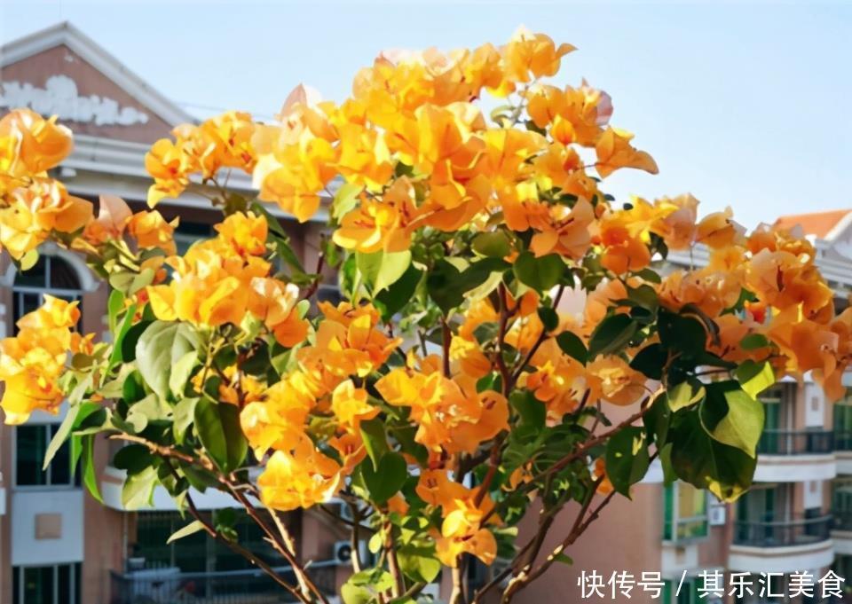 冬天养三角梅,3个小动作,年年开花,不愁没花赏