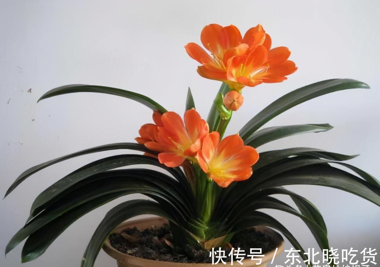 叶片|养君子兰时,当叶片出现这9种异状,能快速找出病因,及时解决