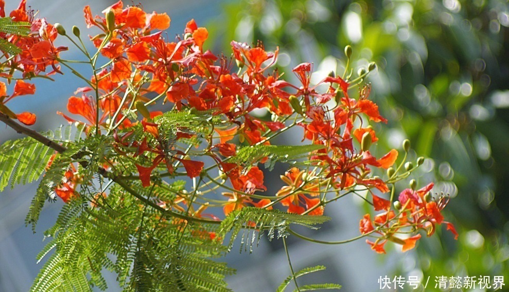 栖息|此花就像是停留在树梢上栖息的凤凰一样，红色的花朵就像是火焰