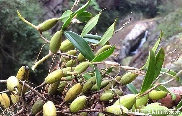 树干|农村一种野草，“喜欢”长在树干上，晒干后每斤40元左右