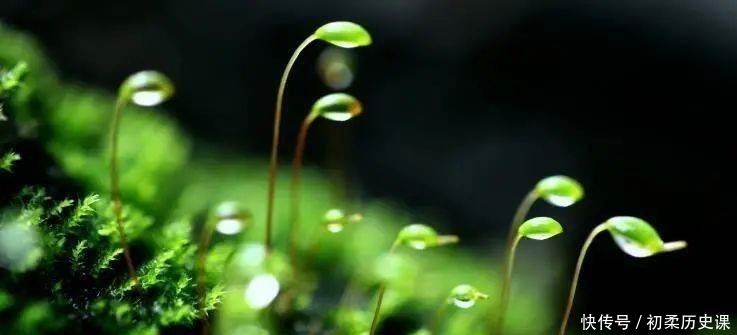 清代大诗人袁枚笔下最美的一首诗,短短20字,写出了最美的春天