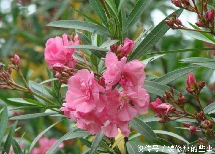 爆盆|适合养在阳台的花卉,花开不断,沾点水就疯长还爱爆盆