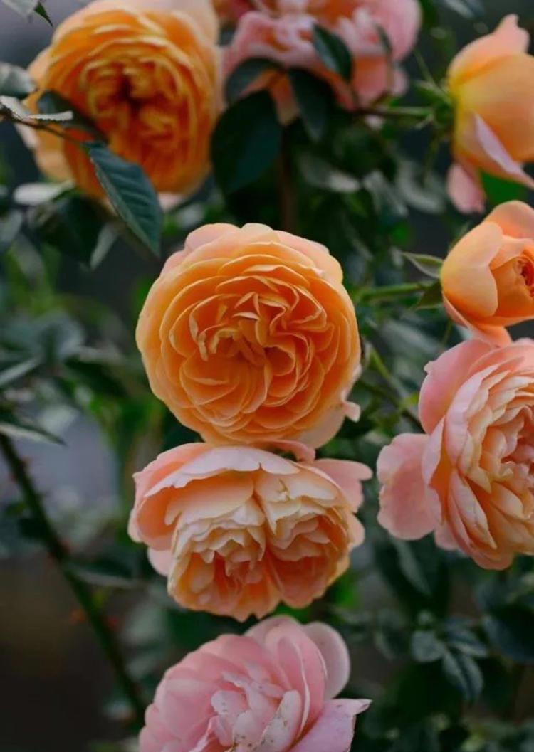 月季要死掉了怎么办,用这些方法可以挽救