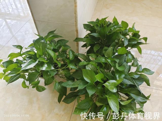 植物|室内养花“别乱放”，5个地方不适合，养一盆枯一盆