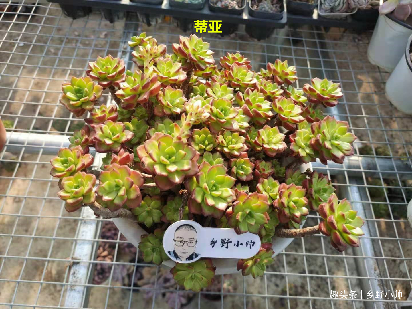 新根|多肉迟迟不长新根，有以下4个原因造成，看完长知识了