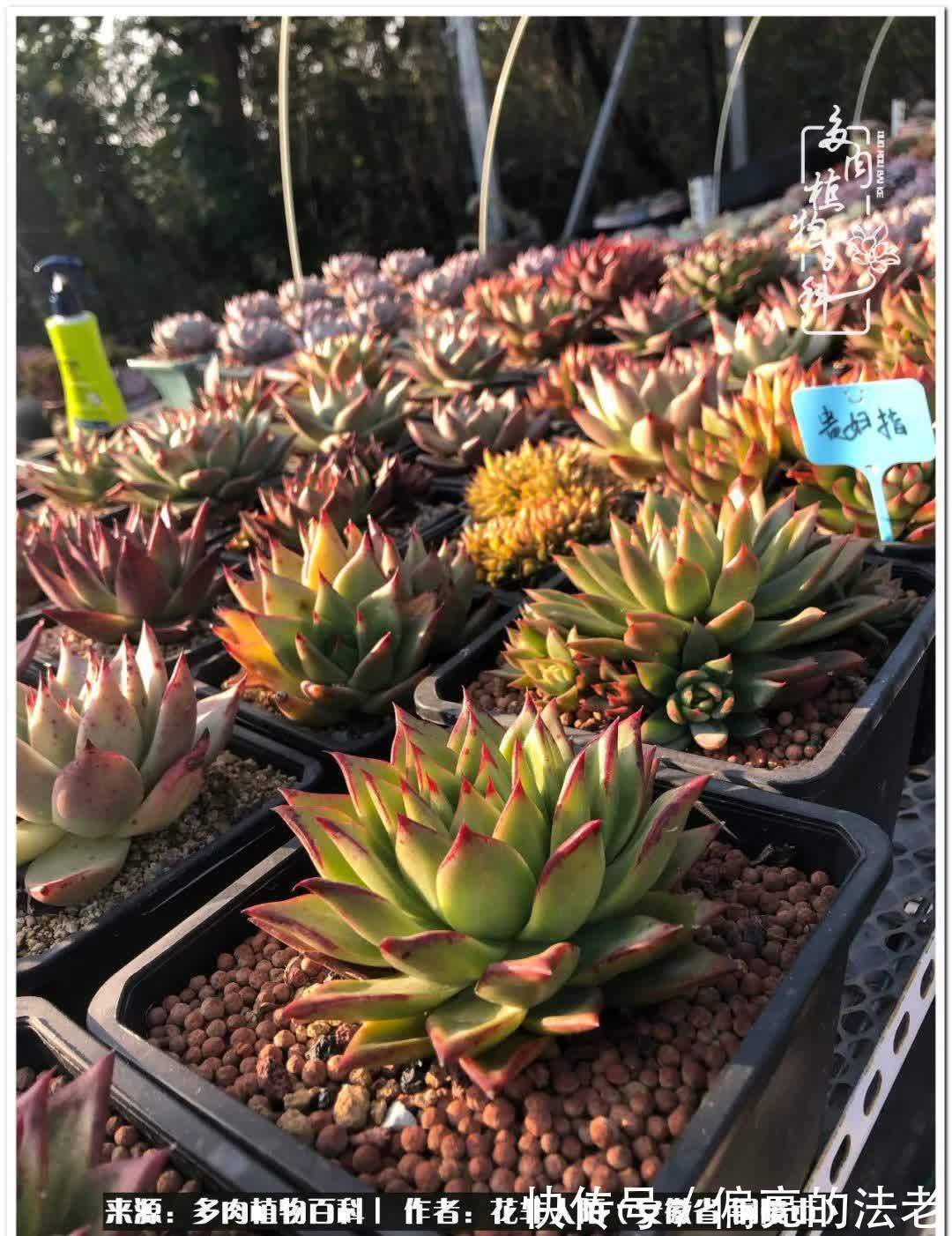 感恩遇见,感谢有你——多肉