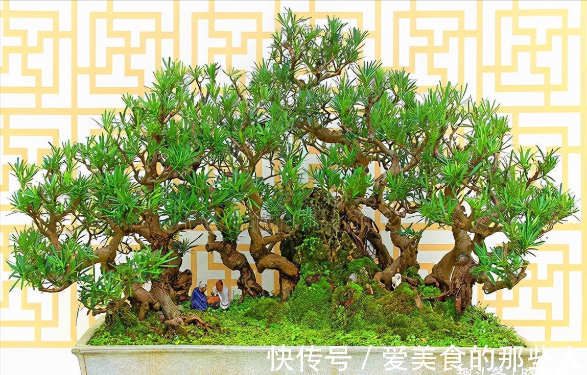 7种“吉祥果”，家里种一棵，喜气洋洋又“富贵”