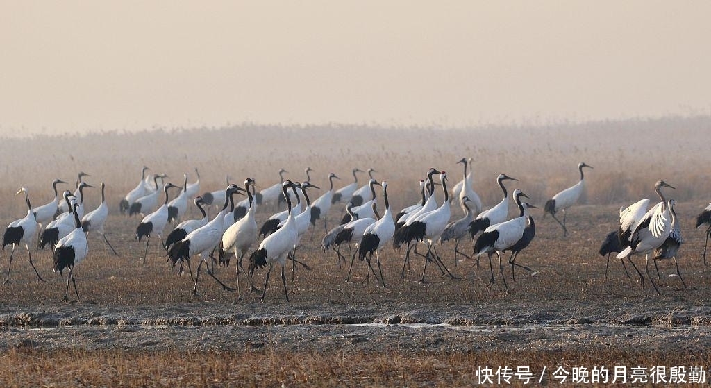 越冬丹顶鹤舞动江苏盐城湿地