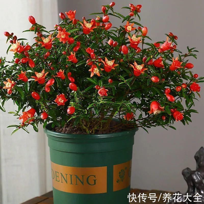 石榴|家里养盆“招财花”,一年四季开红花结红果,“招财旺运”又红火