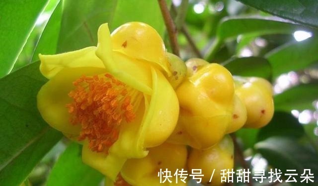 它被誉为“植物大熊猫”，花色金黄，营养丰富，观赏食用两不误！