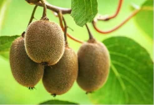 体寒|女生来例假，尽量少碰6样水果，尤其第4种，别等“停经”了才后悔