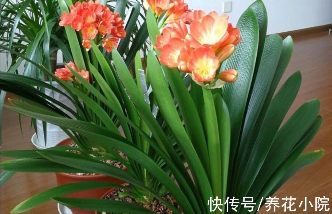 秋天为君子兰施肥，要注意4个细节，防止出现烧根黄叶