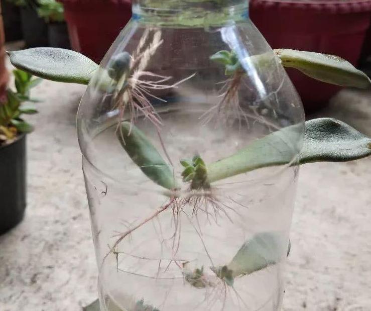 钻孔|软趴趴的塑料瓶,养花有4大经典用法,早晓得早受益