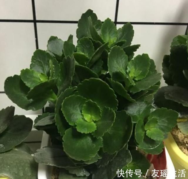 夏天养长寿花,放在屋里天天休眠,扔在这里呼呼冒芽,越长越旺