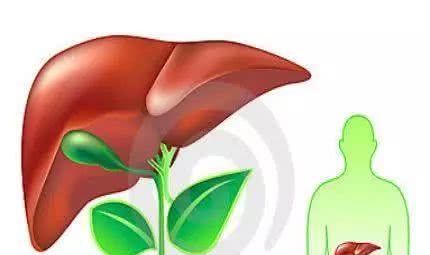肝脏|肝脏不好的人，6种食物要多吃，帮你排肝毒，养肝更护肝
