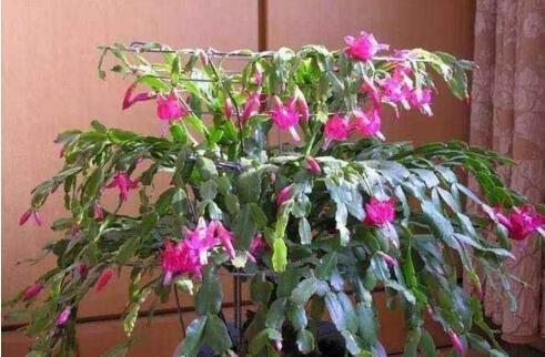 家庭养蟹爪兰,一个“小窍门”,不怕热,不怕冷,一年到头都开花