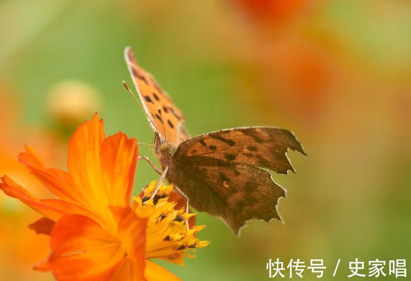 大丽花|10种菊花品种看看你见过多少