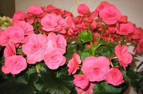 家里的“这个垃圾”不要扔，用来养花好处多，再也不用买花肥了！