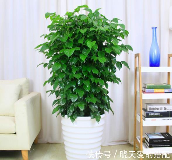 油绿|6种绿植大气上档次，适合客厅养护，好看好养又吉祥