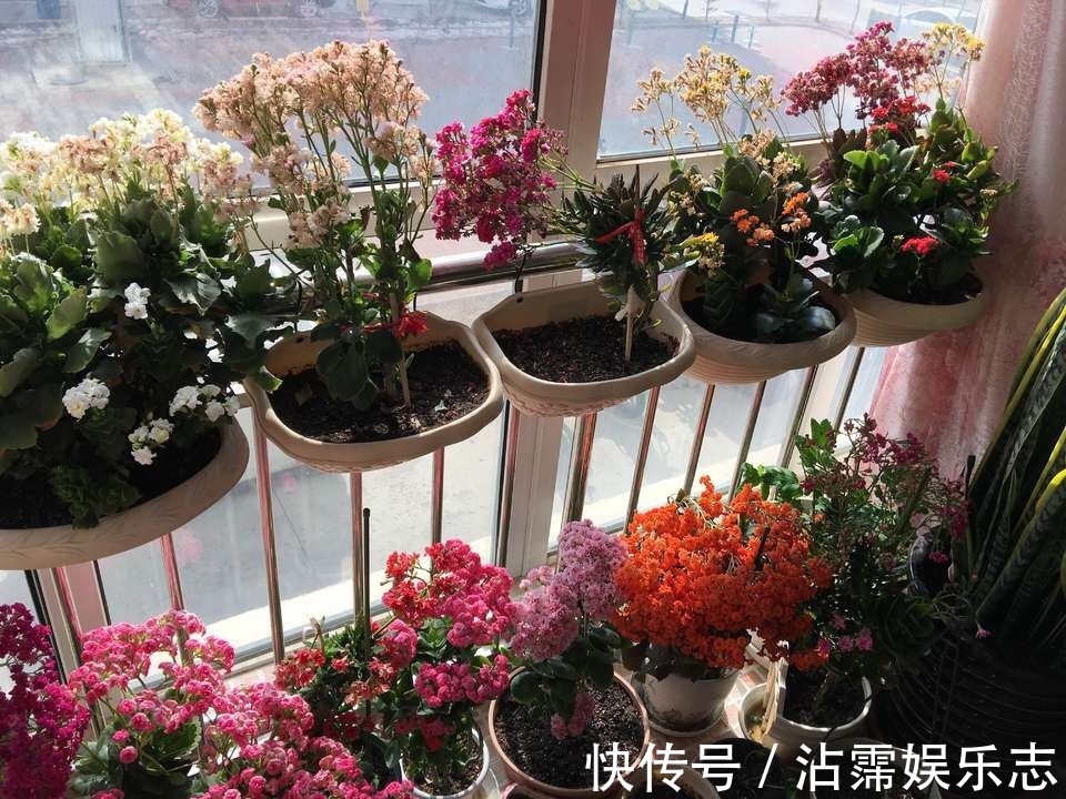 修剪|长寿花、天竺葵“快睡醒了”,准备2种肥撒盆里,9月呼呼冒