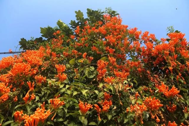 花花喊你来赏春啦！你能认识几朵花？挑战一下~