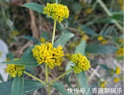 生命力|院子里长出这5种草,看到就铲除别犹豫,留下会“后患无穷”